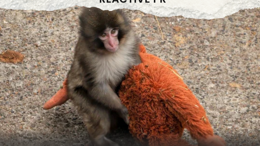 Title slide to Punch the Monkey and the Ikea Marketing team